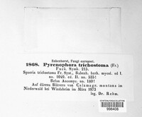 Pyrenophora tritici-repentis image